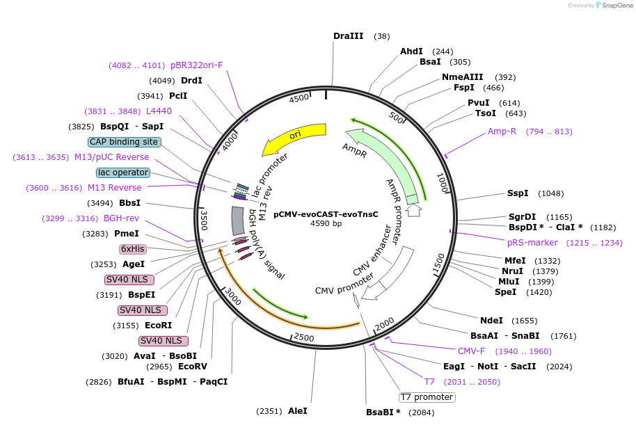 234730-plasmid-map-sequence-id-467883