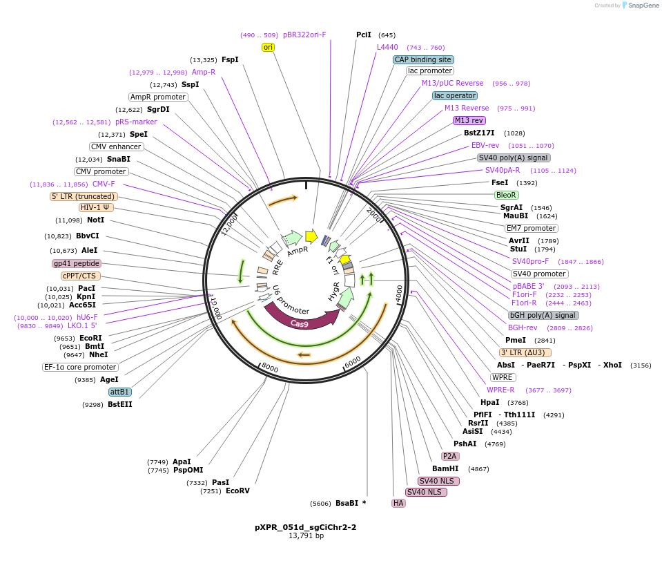 228940-plasmid-map-sequence-id-467893