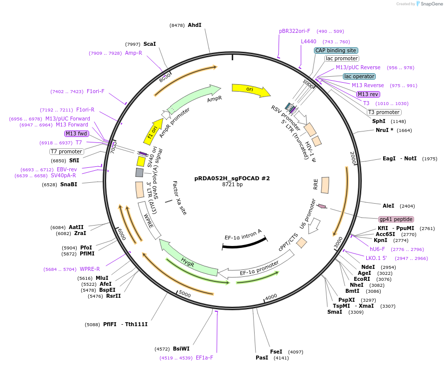 229024-plasmid-map-sequence-id-467895