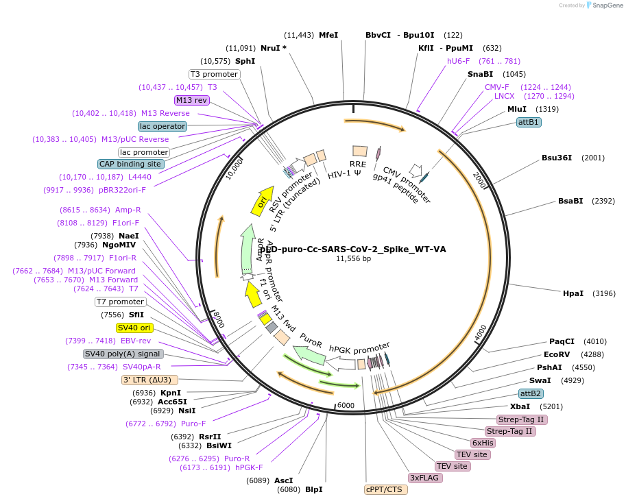 191216-plasmid-map-sequence-id-467896