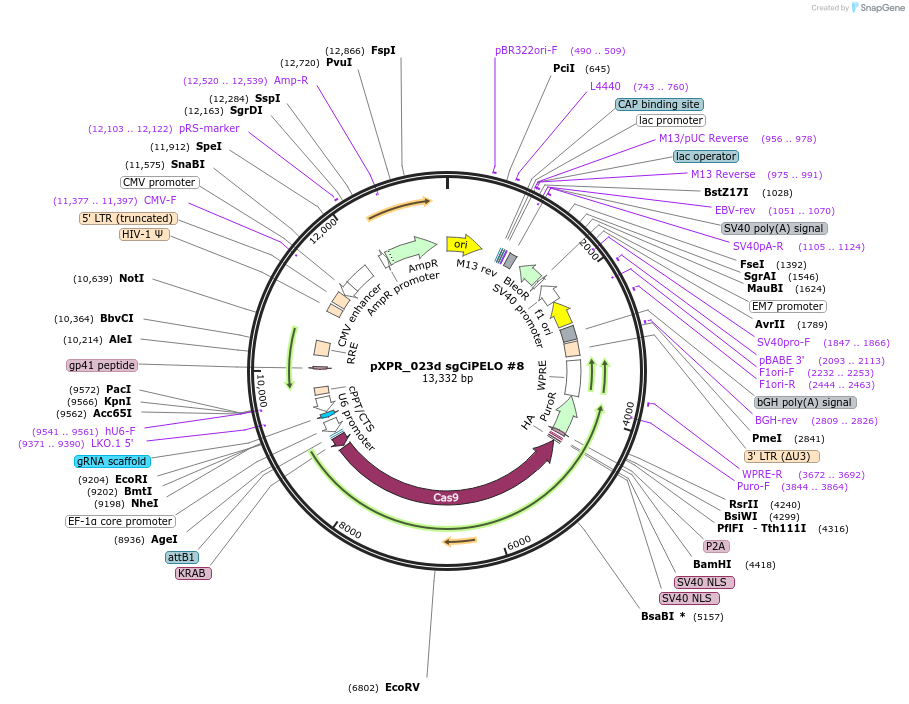 228934-plasmid-map-sequence-id-467898