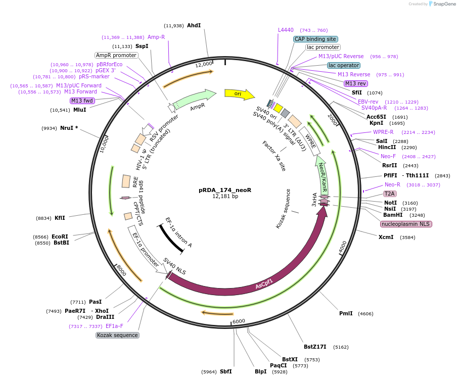 228935-plasmid-map-sequence-id-467899