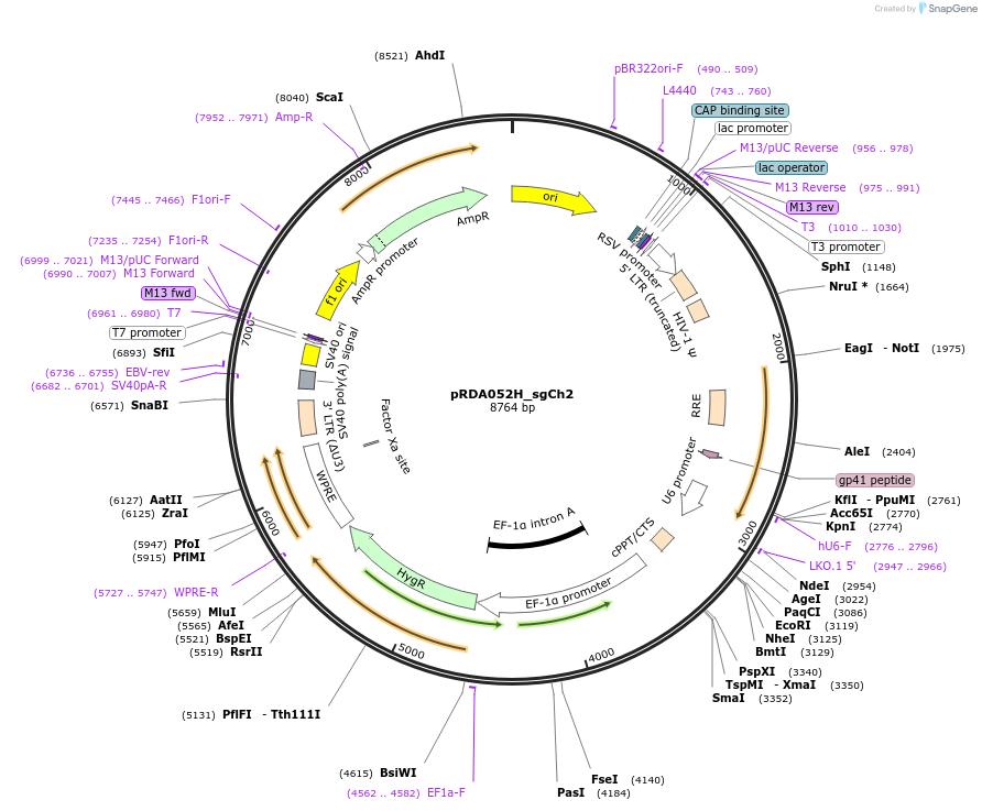 229023-plasmid-map-sequence-id-467900