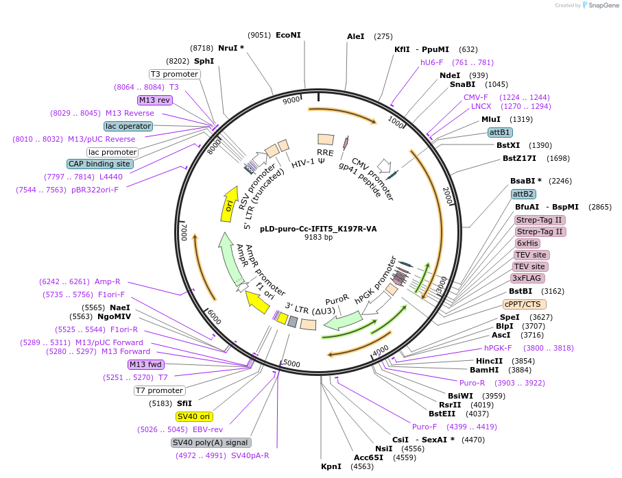 191223-plasmid-map-sequence-id-467902