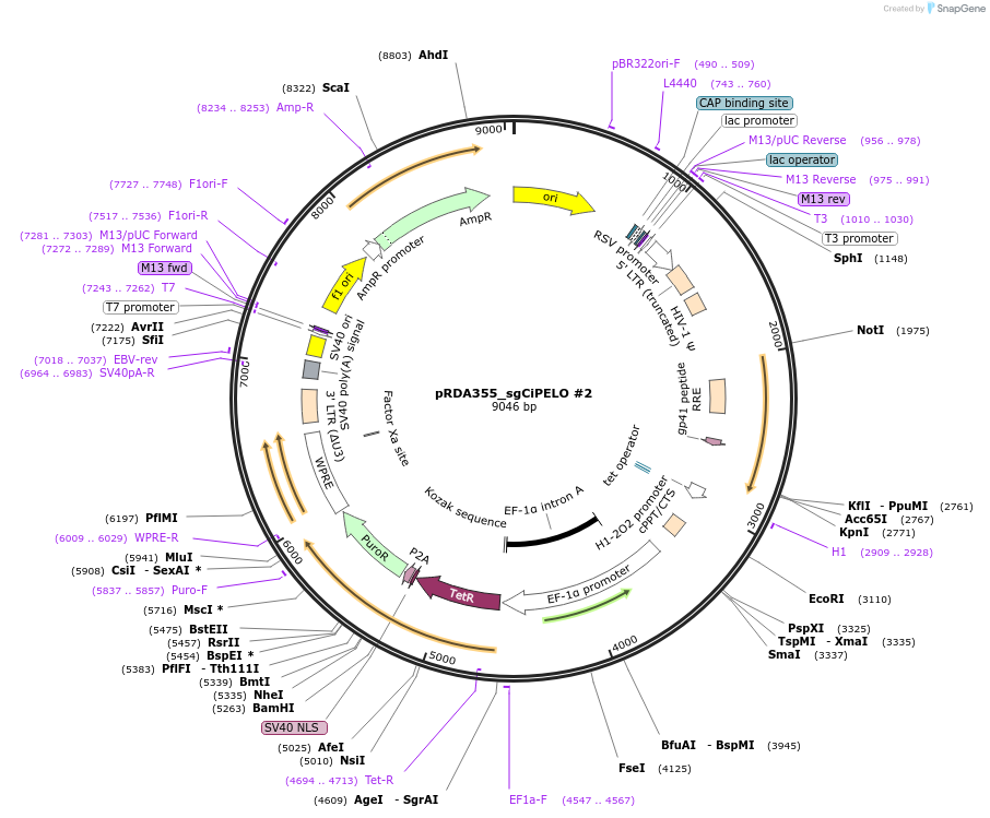 229020-plasmid-map-sequence-id-467903