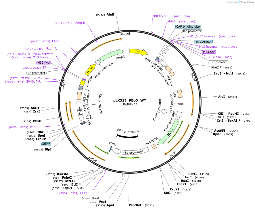 228938-plasmid-map-sequence-id-467904
