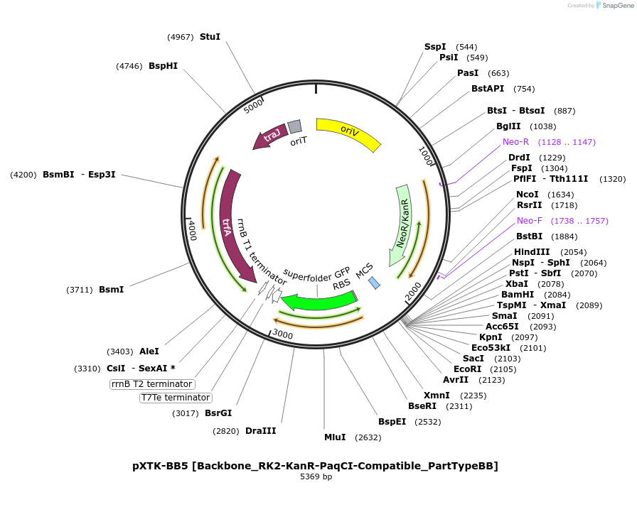 229391-plasmid-map-sequence-id-467911
