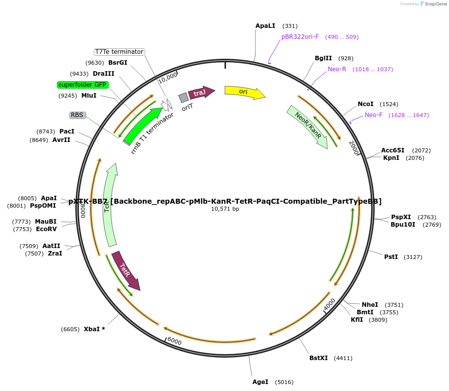 229393-plasmid-map-sequence-id-467913