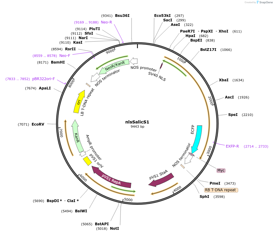 232190-plasmid-map-sequence-id-467926