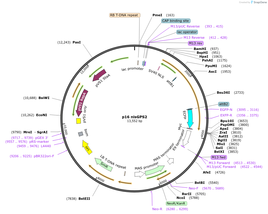 228093-plasmid-map-sequence-id-467973