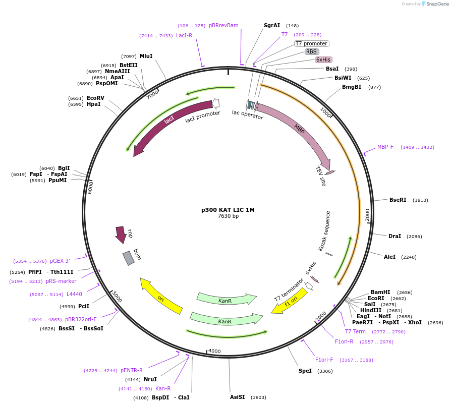233587-plasmid-map-sequence-id-468013