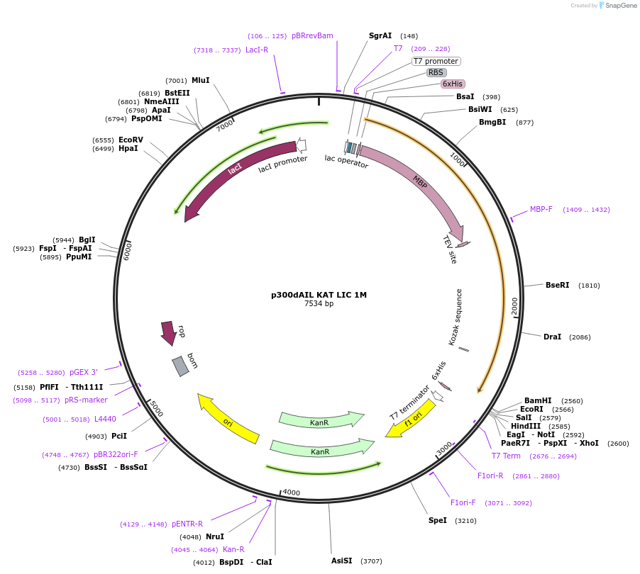 233588-plasmid-map-sequence-id-468015