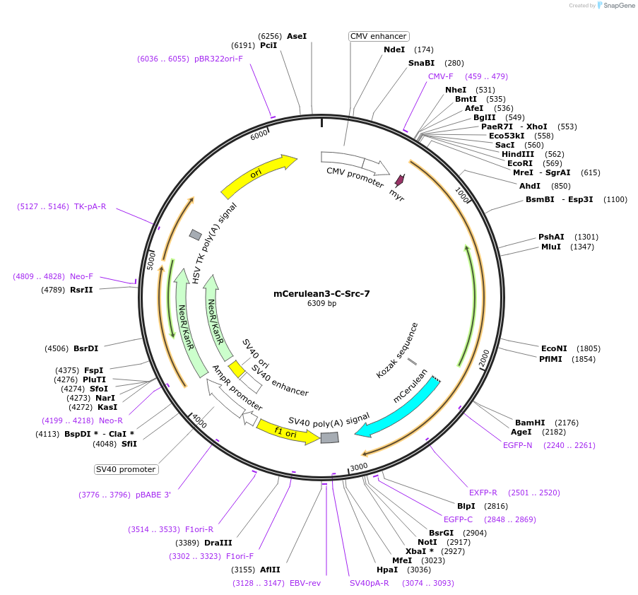 55409-plasmid-map-sequence-id-468016