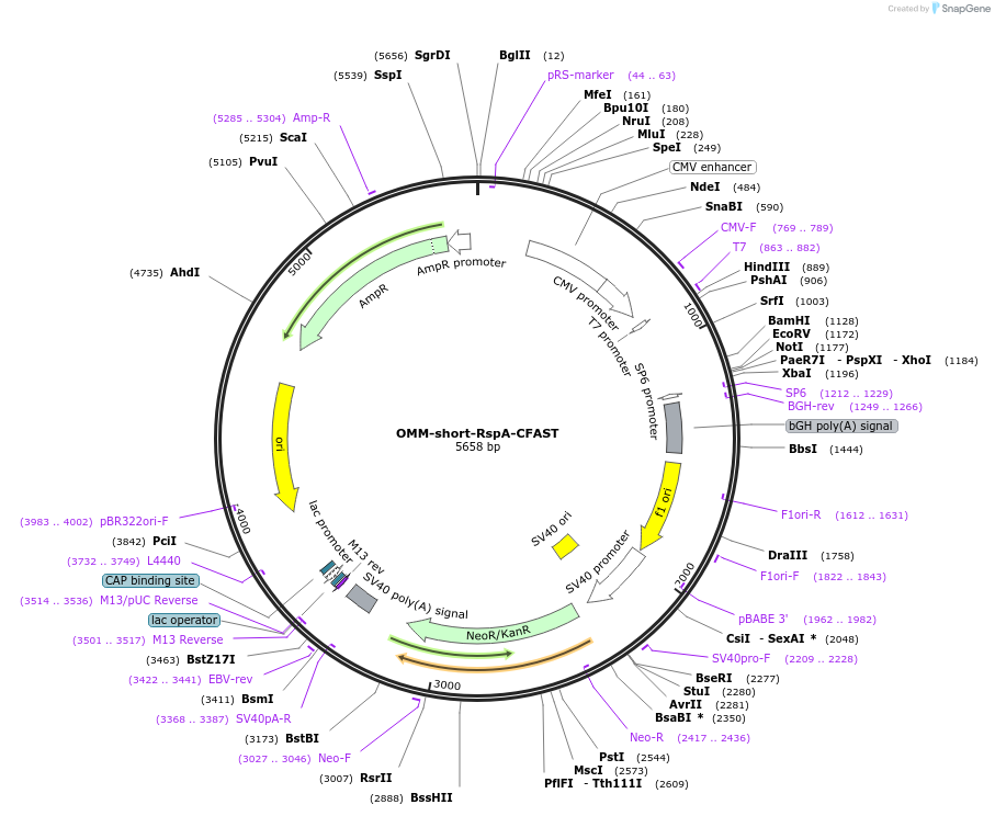 233594-plasmid-map-sequence-id-468021