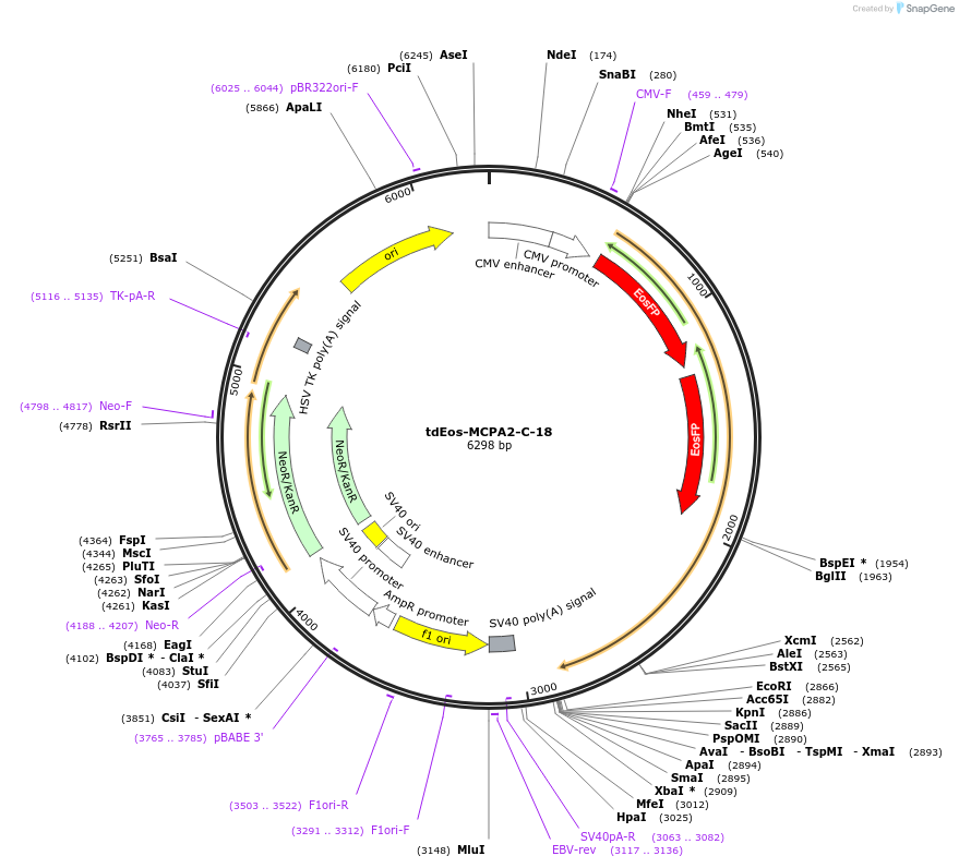 57639-plasmid-map-sequence-id-468023