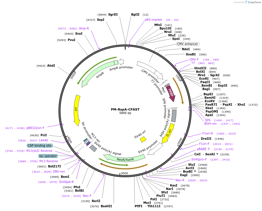 233601-plasmid-map-sequence-id-468024