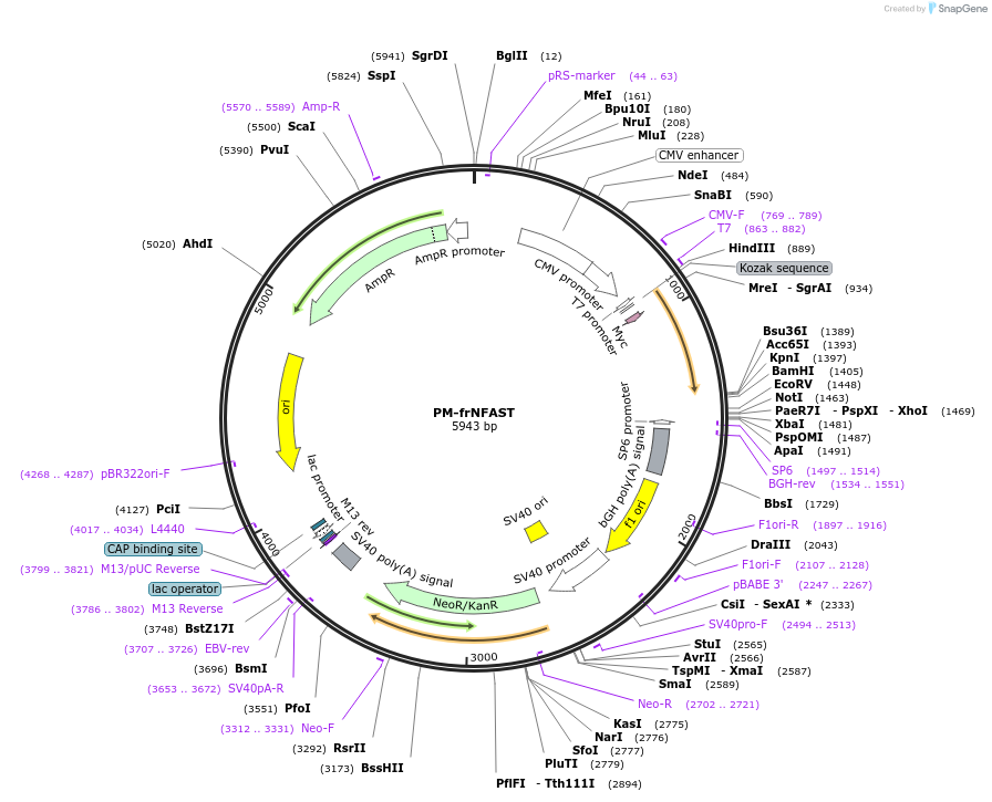 233602-plasmid-map-sequence-id-468026