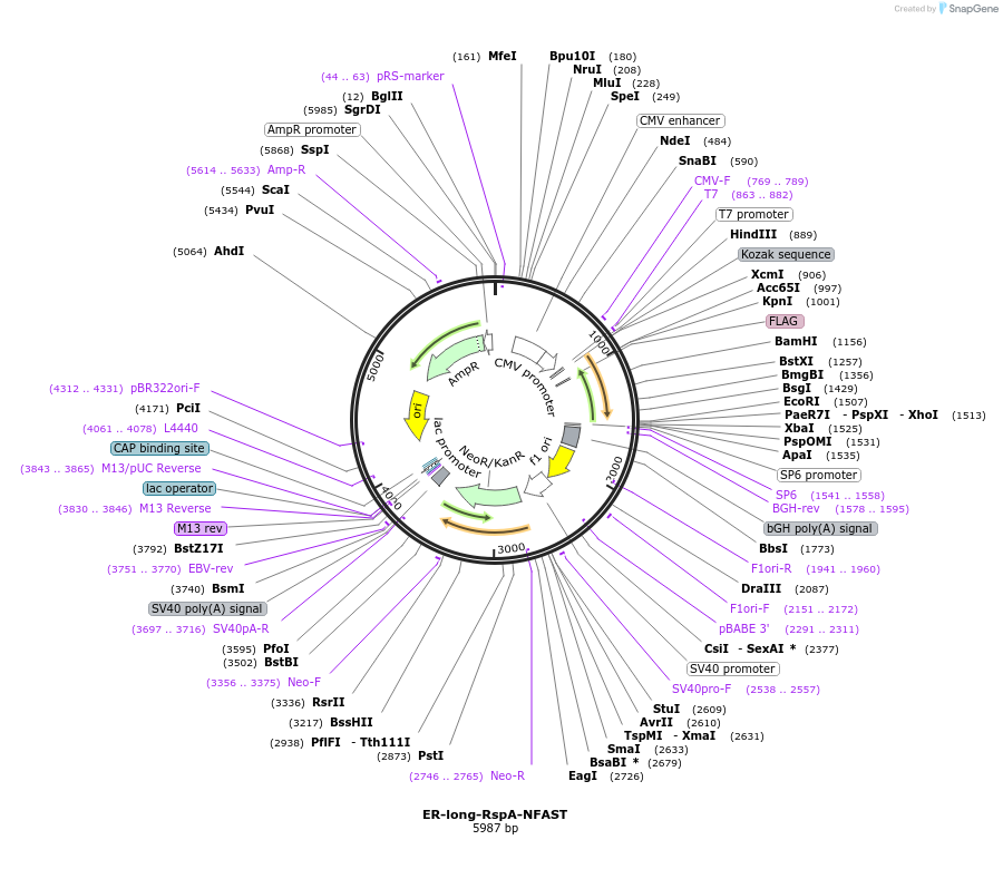 233600-plasmid-map-sequence-id-468027