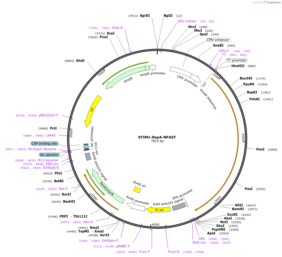 233606-plasmid-map-sequence-id-468031