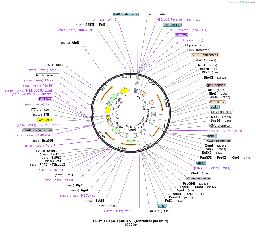233604-plasmid-map-sequence-id-468032