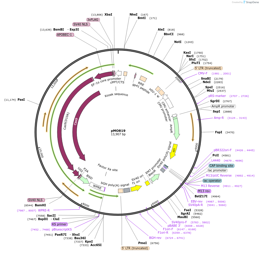 232072-plasmid-map-sequence-id-468067