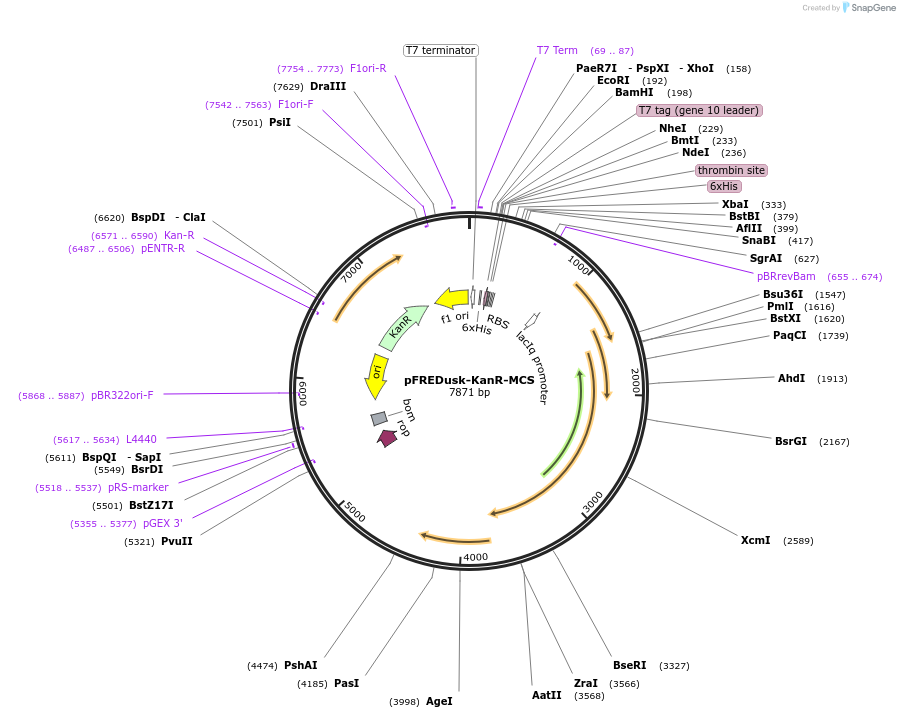 229735-plasmid-map-sequence-id-468087