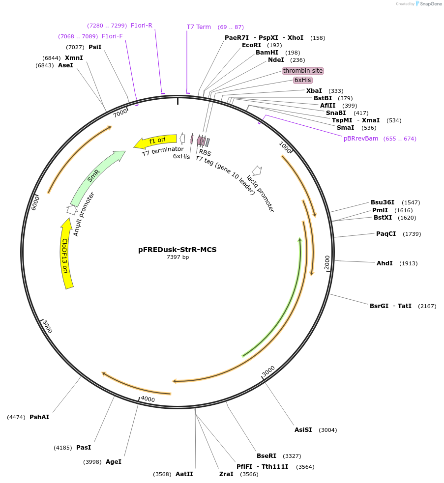 229736-plasmid-map-sequence-id-468088