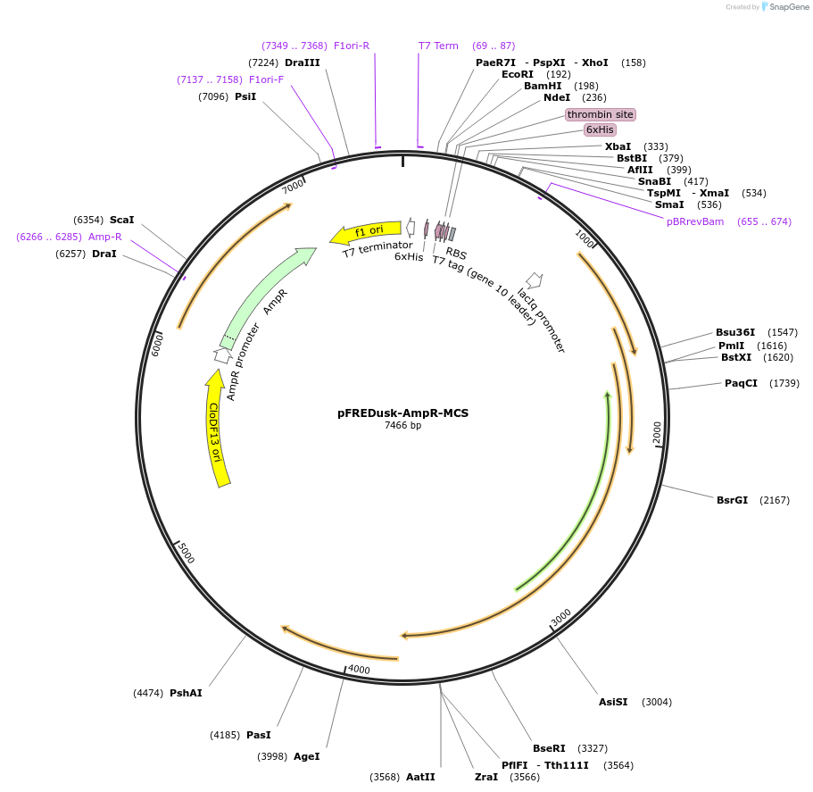 229737-plasmid-map-sequence-id-468089