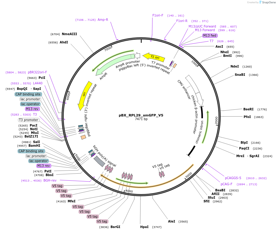 236091-plasmid-map-sequence-id-468097