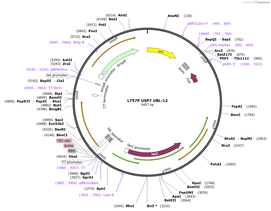 227231-plasmid-map-sequence-id-468098