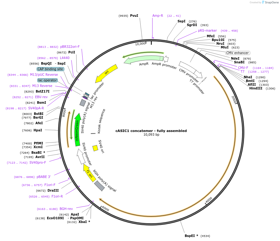 233133-plasmid-map-sequence-id-468114