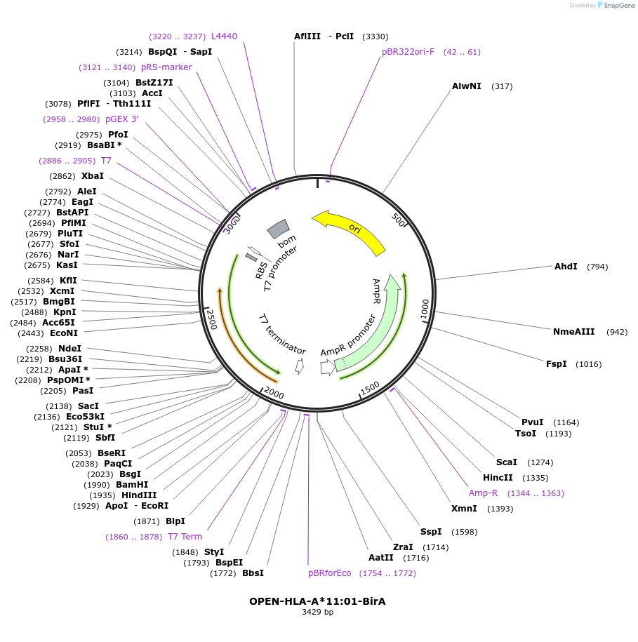 235135-plasmid-map-sequence-id-468150