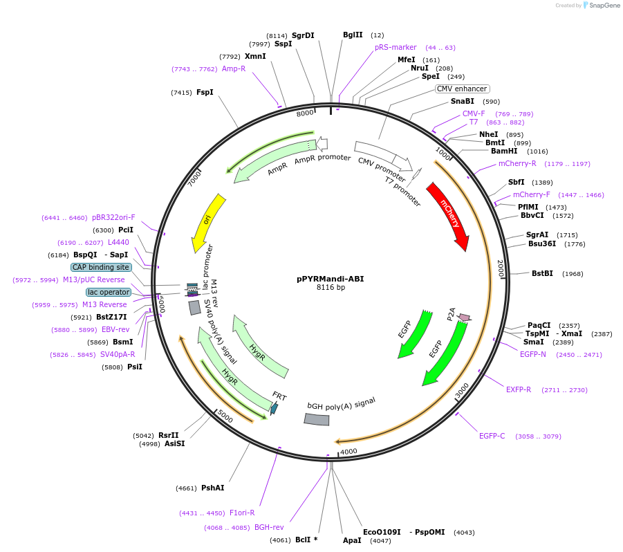 233649-plasmid-map-sequence-id-468153
