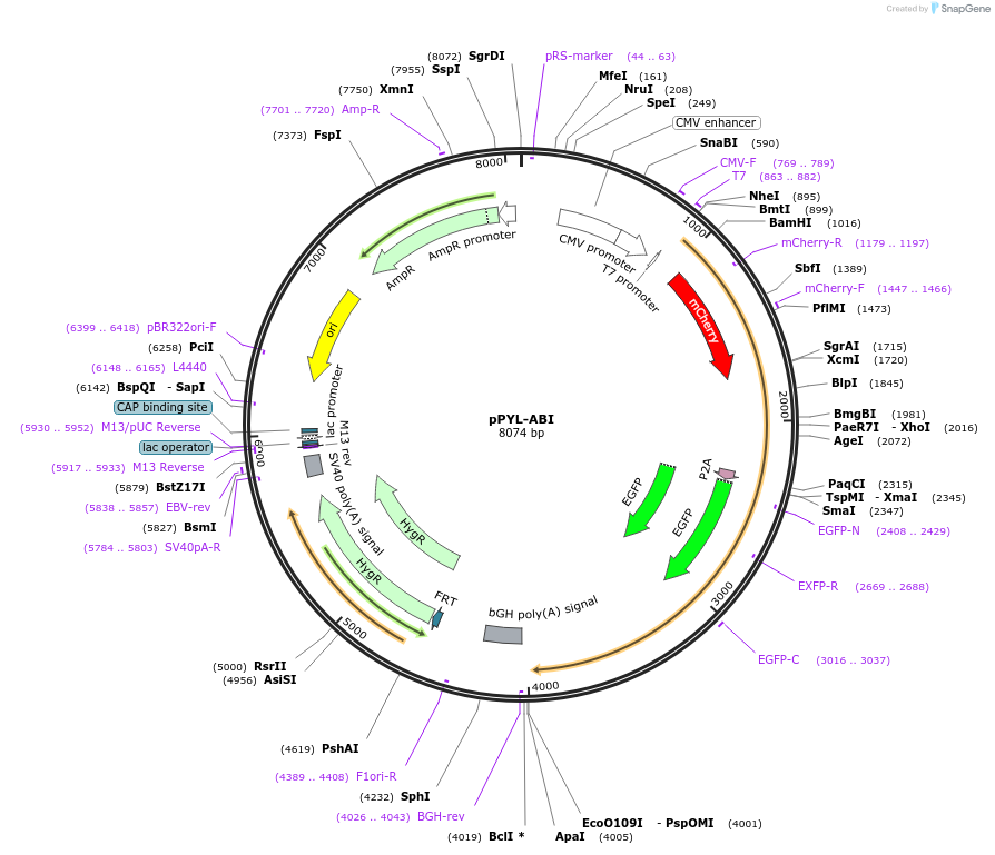 233650-plasmid-map-sequence-id-468154