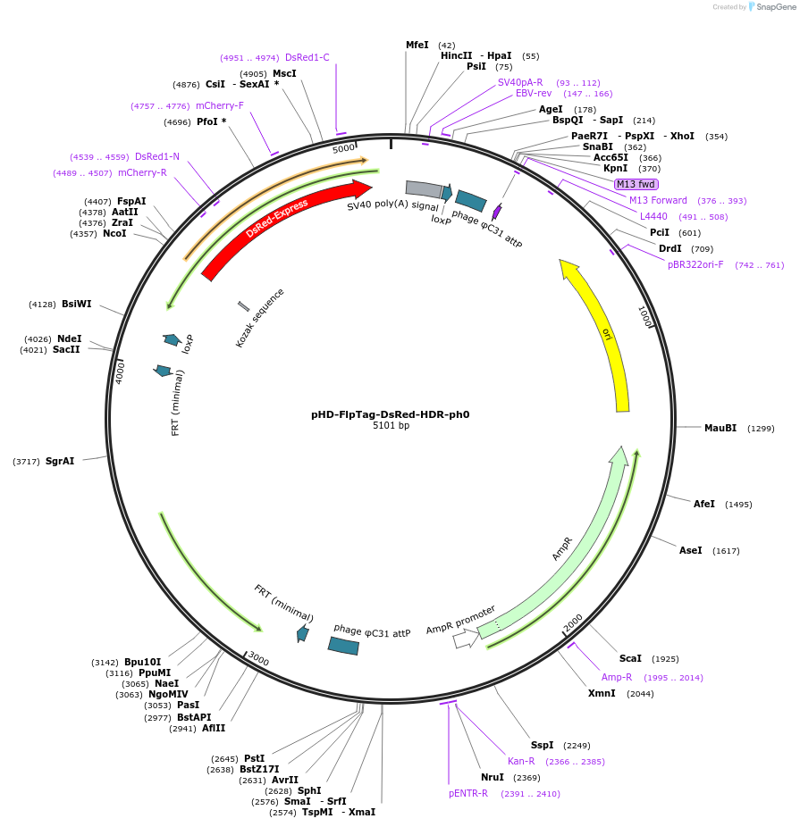 231900-plasmid-map-sequence-id-468182