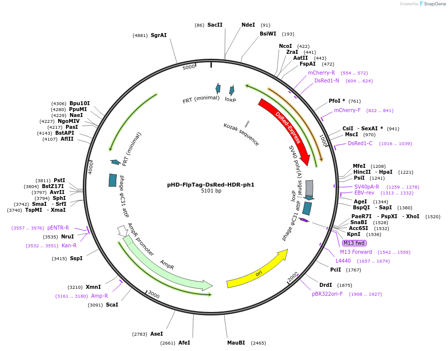231901-plasmid-map-sequence-id-468183