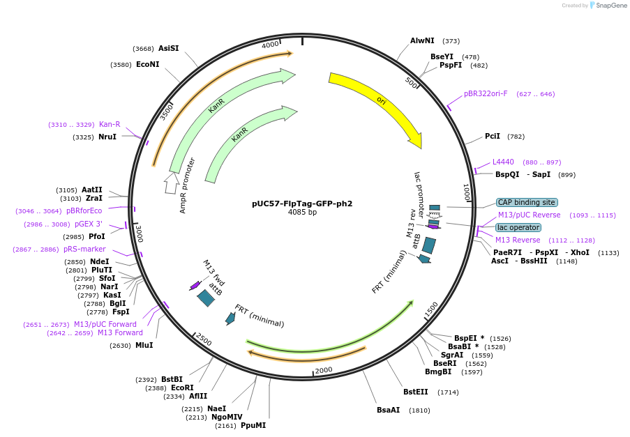 231899-plasmid-map-sequence-id-468190