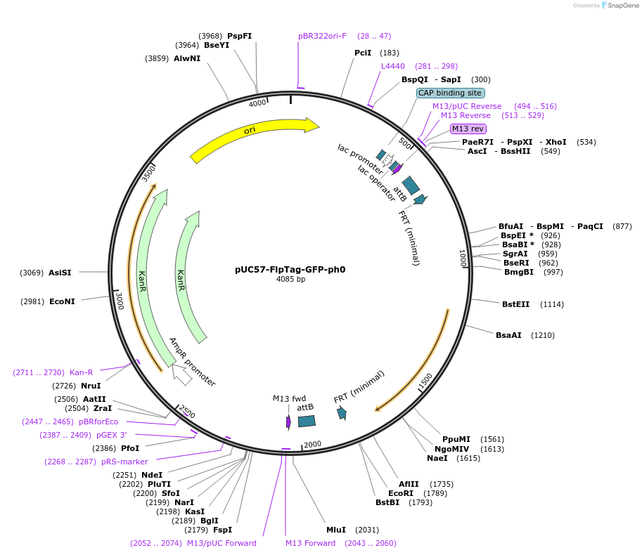 231897-plasmid-map-sequence-id-468193