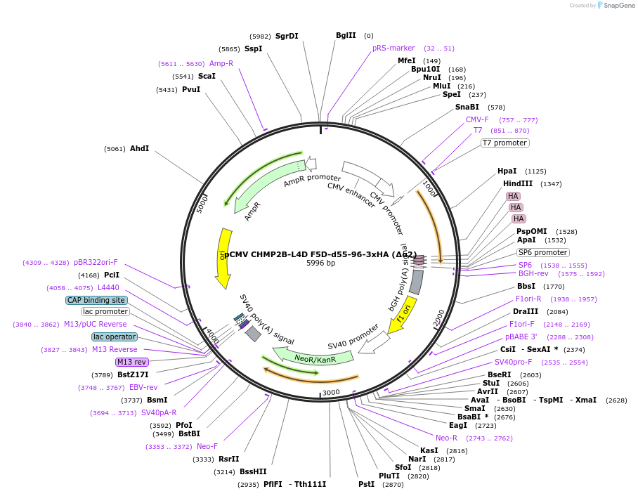 232005-plasmid-map-sequence-id-468212