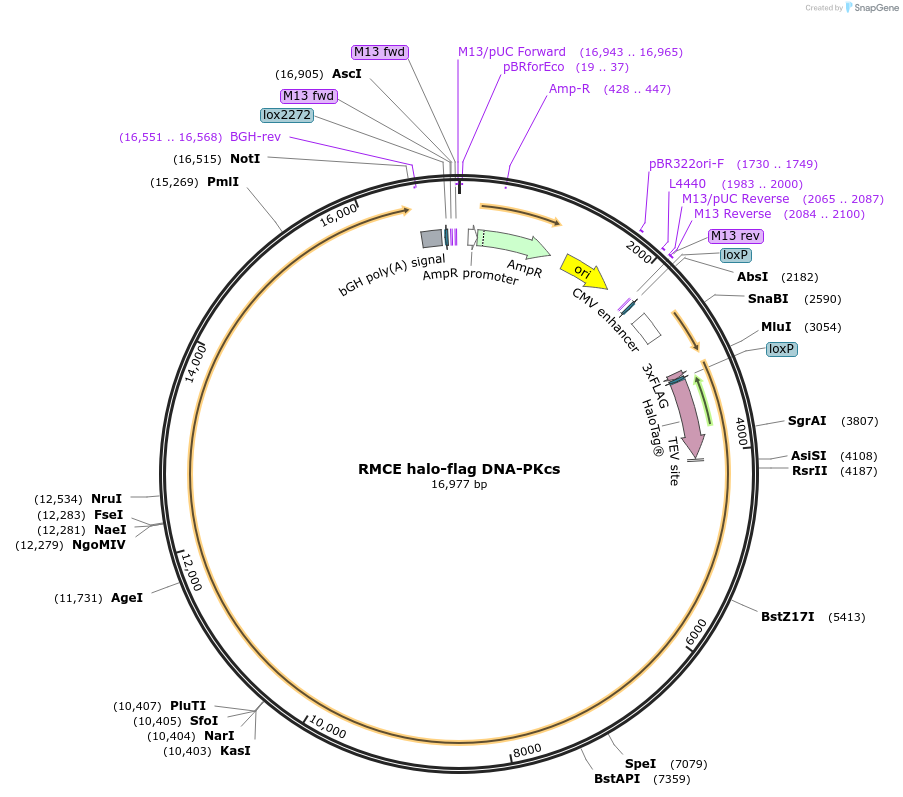 233918-plasmid-map-sequence-id-468243