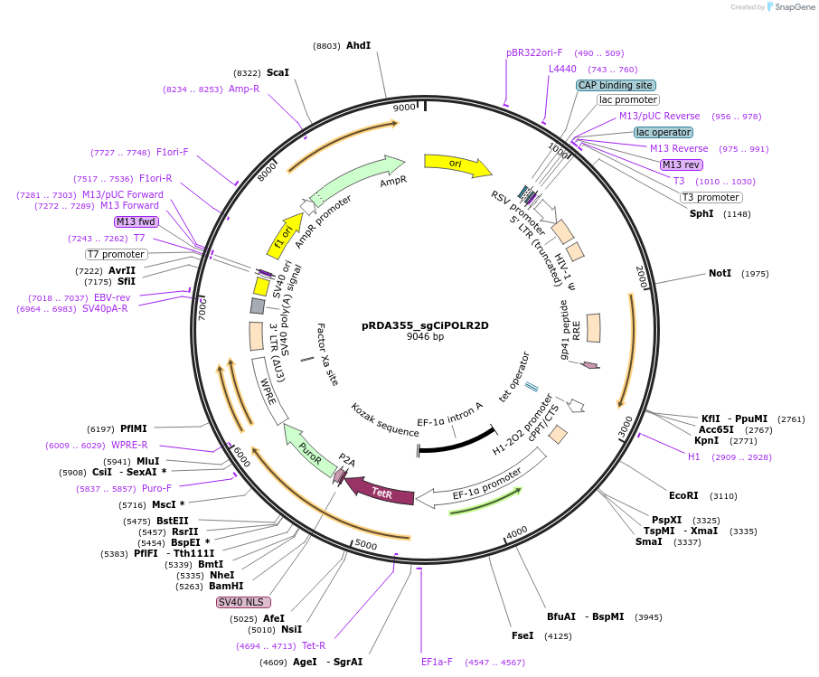 229022-plasmid-map-sequence-id-468268