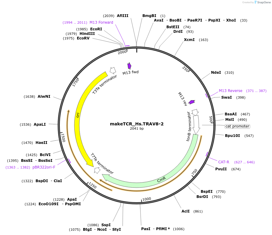 233986-plasmid-map-sequence-id-468306