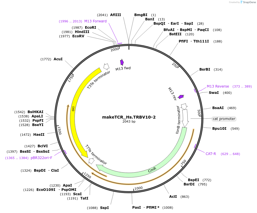 233992-plasmid-map-sequence-id-468311