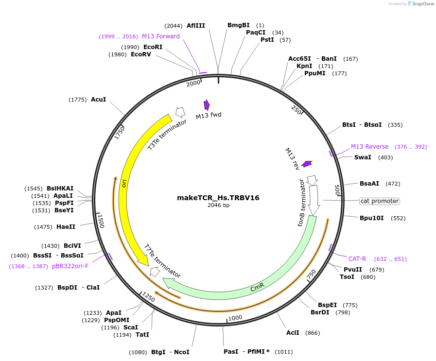 234003-plasmid-map-sequence-id-468320
