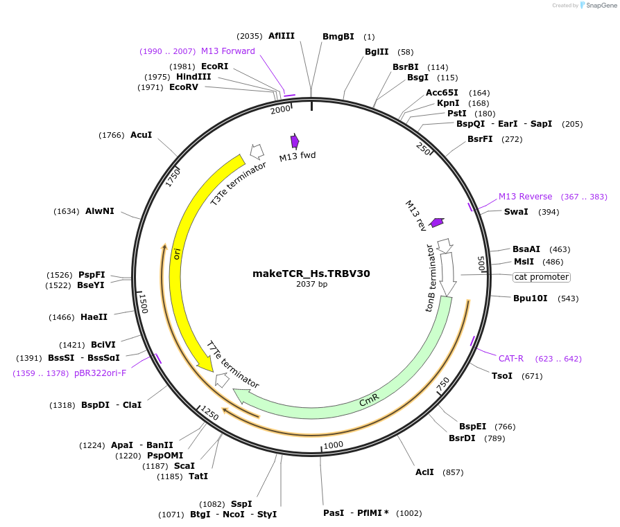 234014-plasmid-map-sequence-id-468330