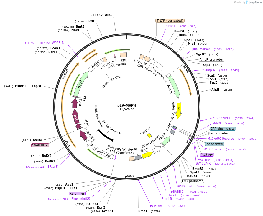235600-plasmid-map-sequence-id-468351