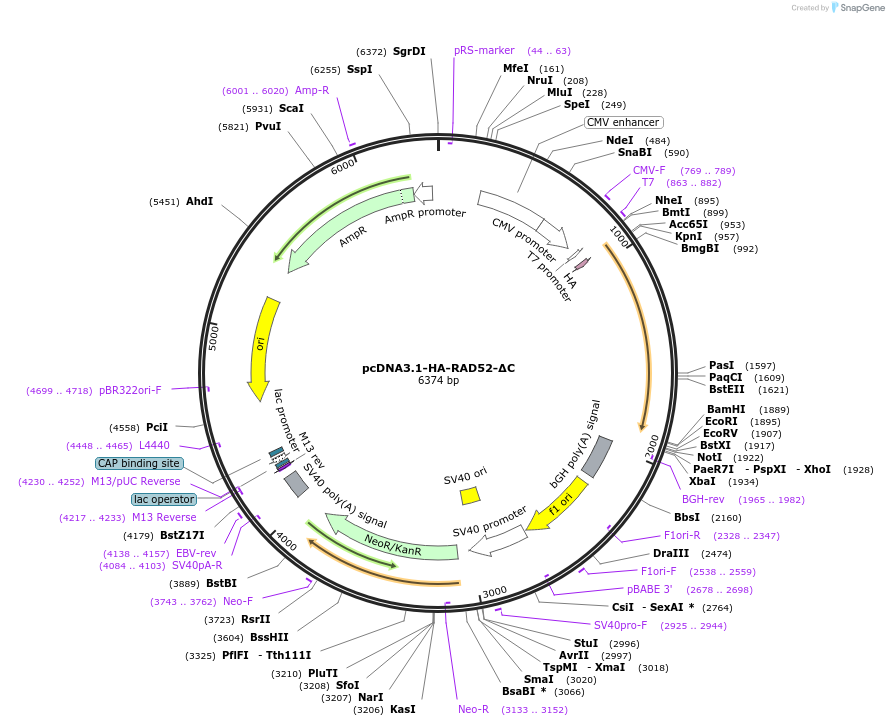 235677-plasmid-map-sequence-id-468354