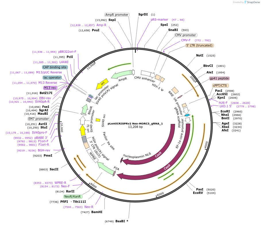 235529-plasmid-map-sequence-id-468357