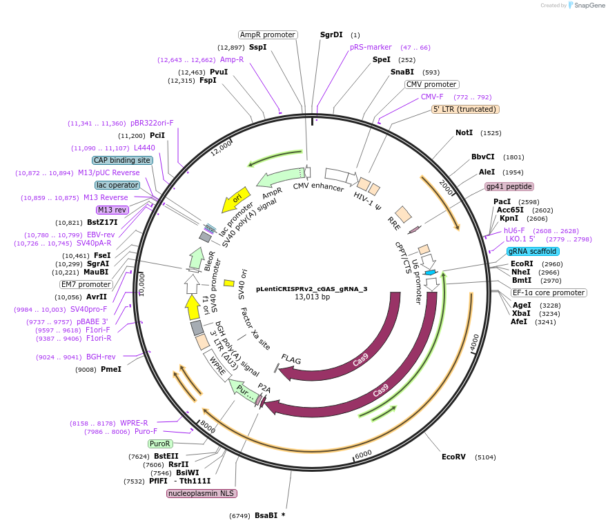 235531-plasmid-map-sequence-id-468360