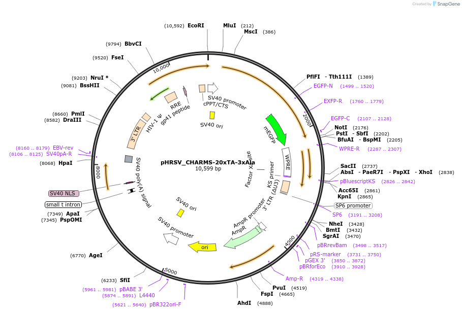 233937-plasmid-map-sequence-id-468365
